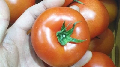 🍅 놓치면 손해! 다이어트 완숙 방울토마토 솔직 후기 & 꿀팁 대방출! 😋